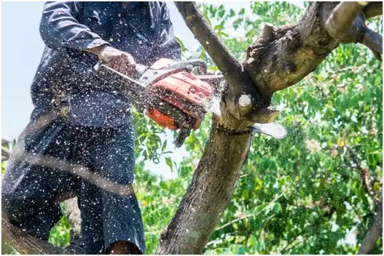 tree services Harveys Lake